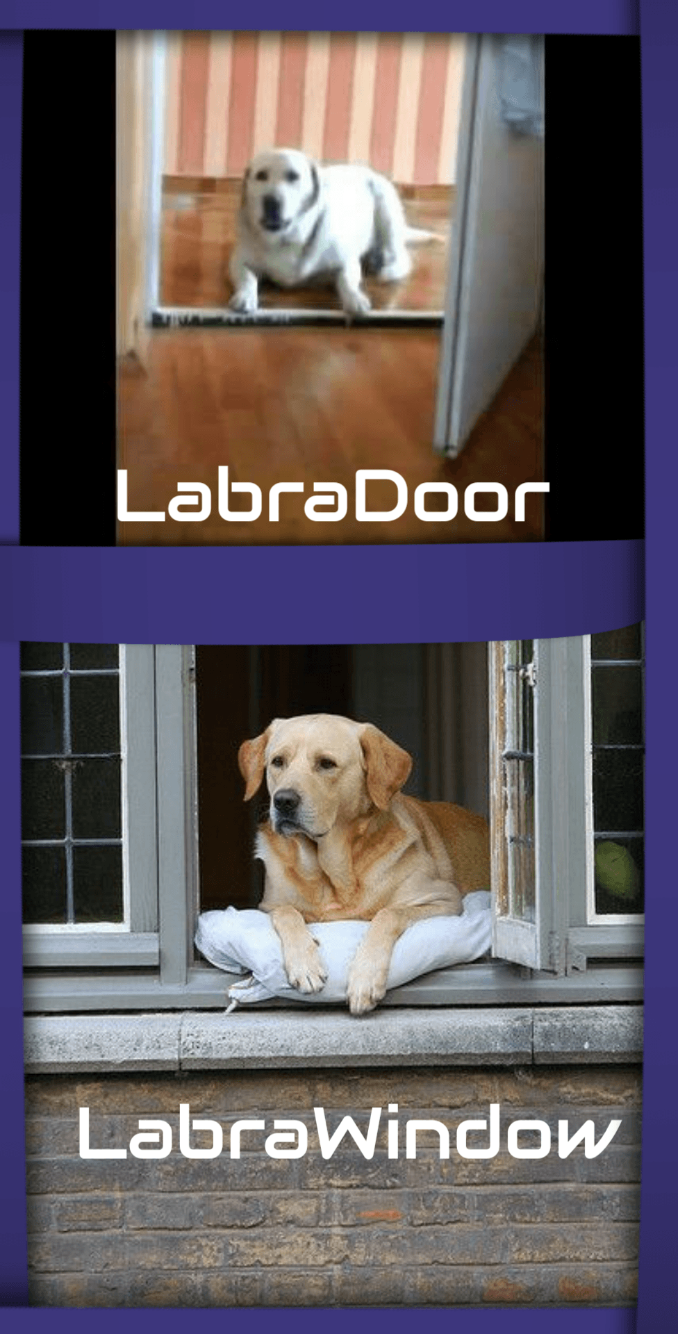 labrador labrawindow meme codingjar